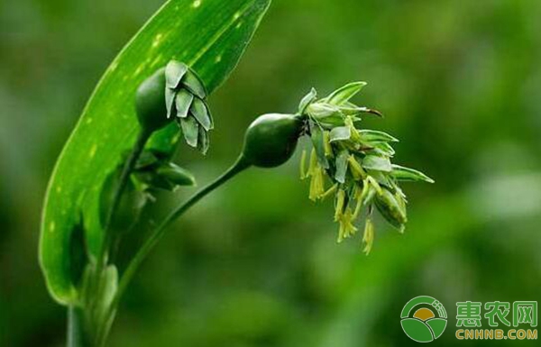 薏苡繁殖 薏苡人工栽培技术(一)——繁殖技术-图片版权归惠农网所有