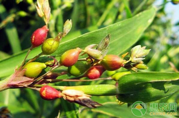薏苡 薏苡人工栽培技术(一)——繁殖技术-图片版权归惠农网所有