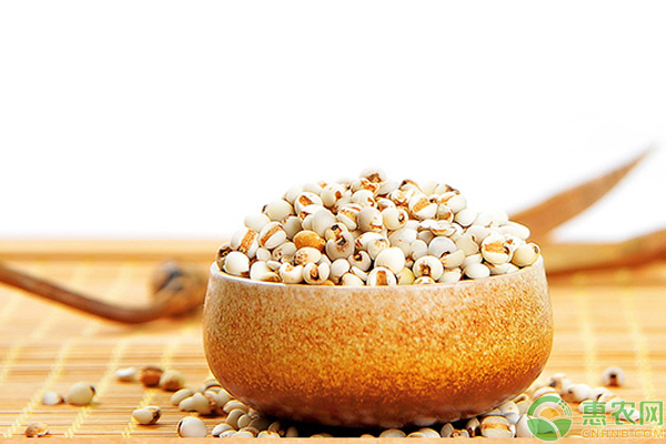 薏苡怎么栽培？薏苡高产栽培管理技巧-图片版权归惠农网所有