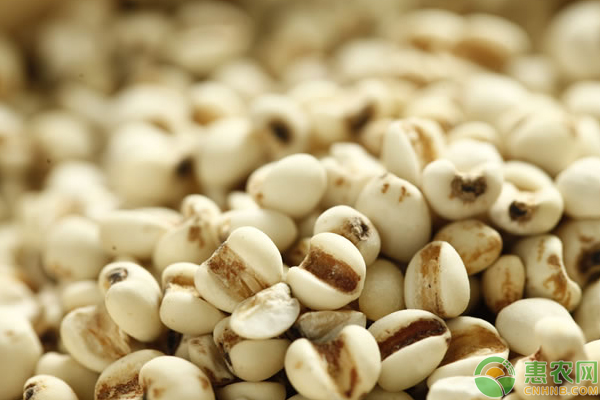 薏苡怎么栽培？薏苡高产栽培管理技巧-图片版权归惠农网所有