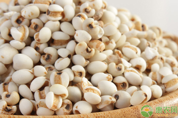 薏苡怎么栽培？薏苡高产栽培管理技巧-图片版权归惠农网所有