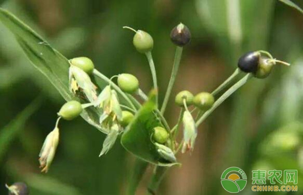 薏苡人工栽培技术（二）——田间管理-图片版权归惠农网所有