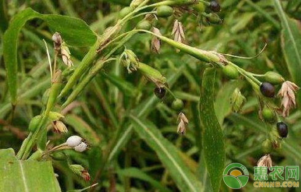 薏苡人工栽培技术（二）——田间管理-图片版权归惠农网所有