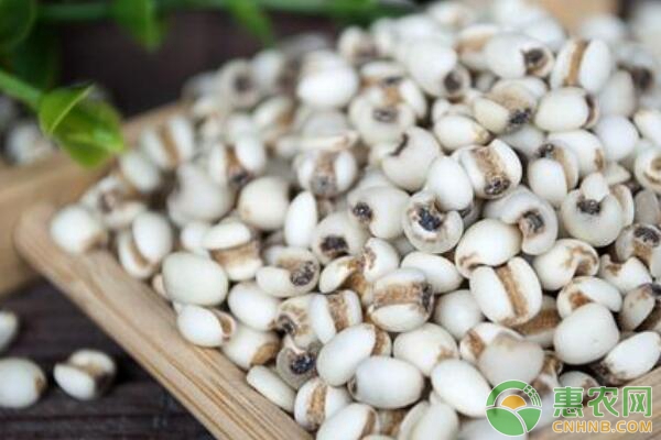 薏苡人工栽培技术（二）——田间管理-图片版权归惠农网所有