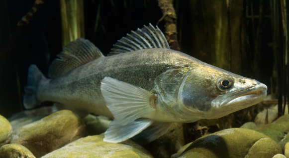 淡水养殖高档鱼-梭鲈-图片版权归惠农网所有