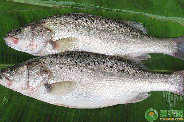 养殖加州鲈需掌握这些要点，新手们必看！-图片版权归惠农网所有
