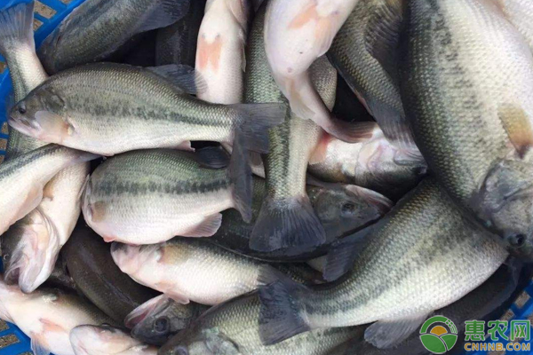 养殖加州鲈需掌握这些要点，新手们必看！-图片版权归惠农网所有