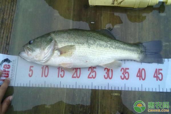 养殖加州鲈需掌握这些要点，新手们必看！-图片版权归惠农网所有