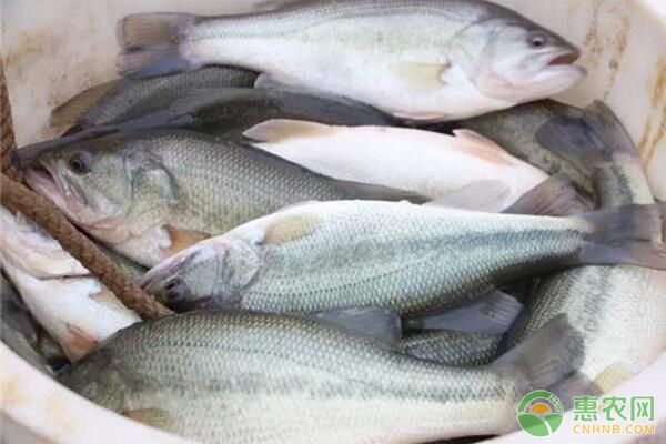 加州鲈单养技术及日常管理要点-图片版权归惠农网所有