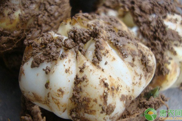 百合什么时候种植最好?-图片版权归惠农网所有