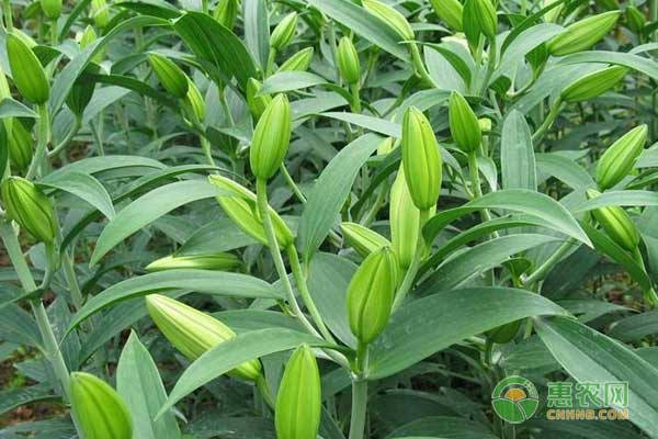 百合什么时候种植最好?-图片版权归惠农网所有