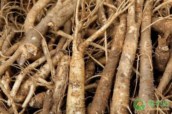 桔梗怎么高产种植？-图片版权归惠农网所有