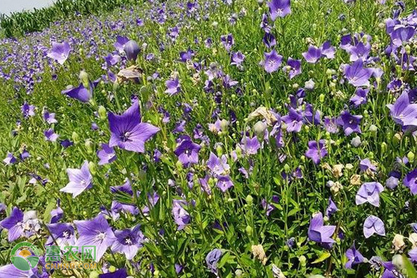 桔梗怎么高产种植？-图片版权归惠农网所有