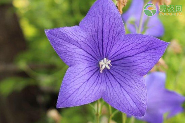 桔梗怎么高产种植？-图片版权归惠农网所有