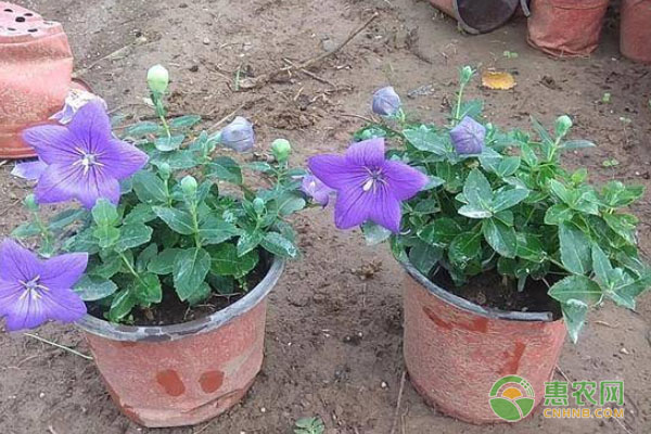 桔梗的种植季节和方法-图片版权归惠农网所有