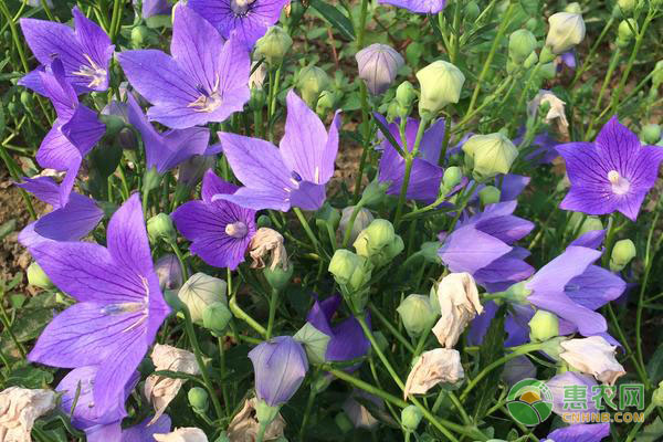 桔梗的种植季节和方法-图片版权归惠农网所有