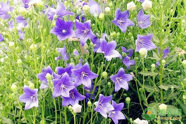 桔梗的种植季节和方法-图片版权归惠农网所有