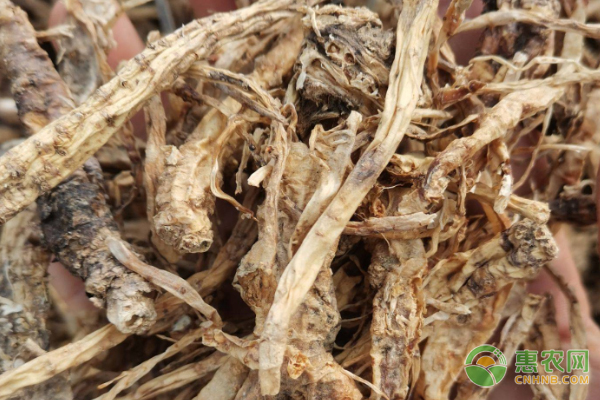 桔梗的种植技术及病害防治-图片版权归惠农网所有