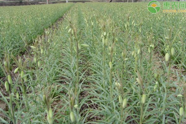 贝母种植技术和管理-图片版权归惠农网所有