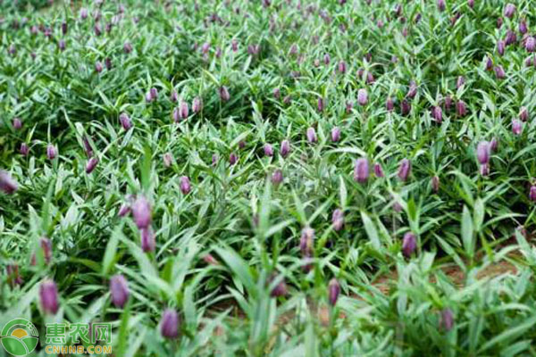 贝母种植技术和管理-图片版权归惠农网所有