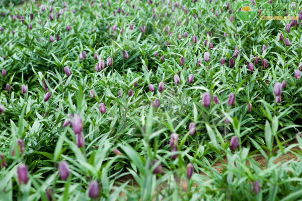贝母种植技术与栽培管理-图片版权归惠农网所有