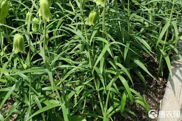 川贝母栽培方法-图片版权归惠农网所有