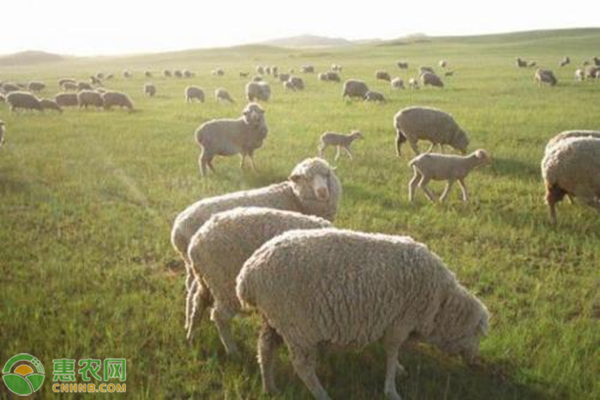 羊驼的饲养管理技术-图片版权归惠农网所有