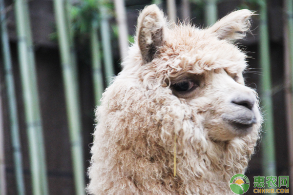 羊驼可以当宠物养吗？宠物羊驼饲养注意事项-图片版权归惠农网所有
