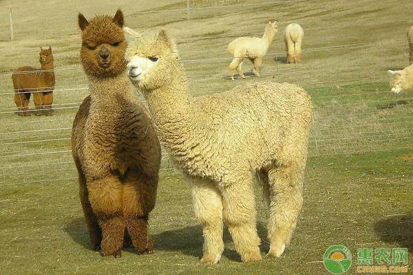 羊驼可以当宠物养吗？宠物羊驼饲养注意事项-图片版权归惠农网所有