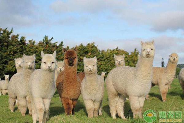 羊驼人工养殖方法和要点-图片版权归惠农网所有