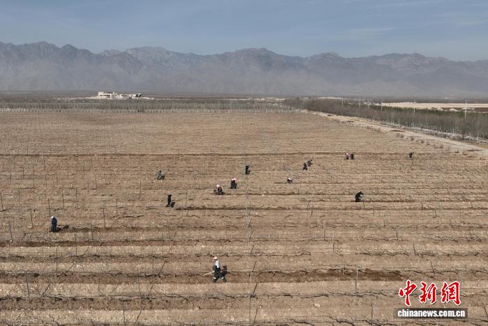 宁夏60.7万亩酿酒葡萄展藤迎春
