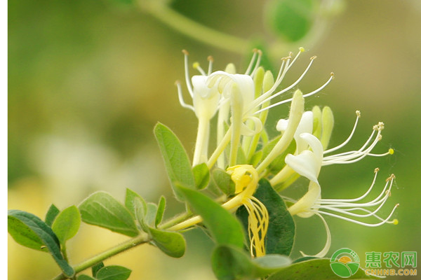 金银花的正确施肥方法-图片版权归惠农网所有