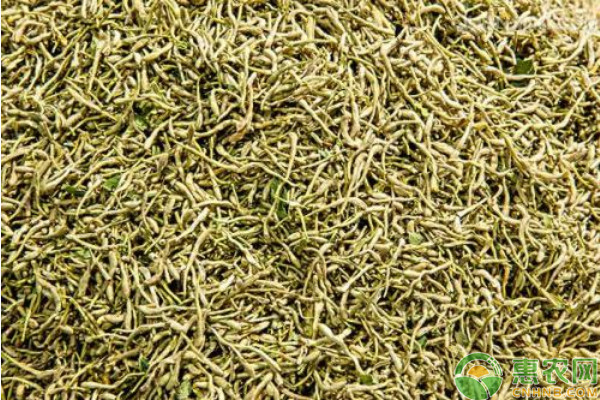 金银花是怎么种植的?-图片版权归惠农网所有