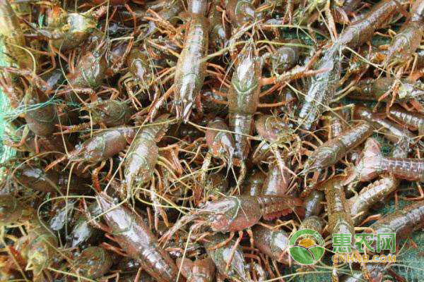 小龙虾养殖须知：各月份小龙虾的生长状态-图片版权归惠农网所有