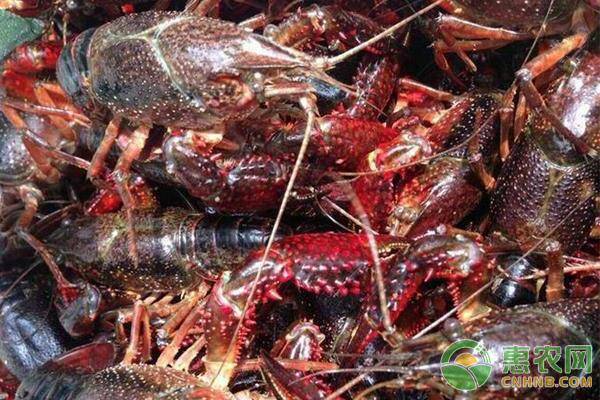 小龙虾养殖须知：各月份小龙虾的生长状态-图片版权归惠农网所有