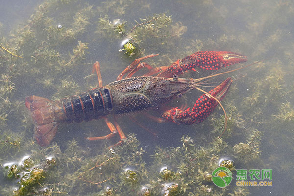 4月小龙虾养殖管理要点-图片版权归惠农网所有