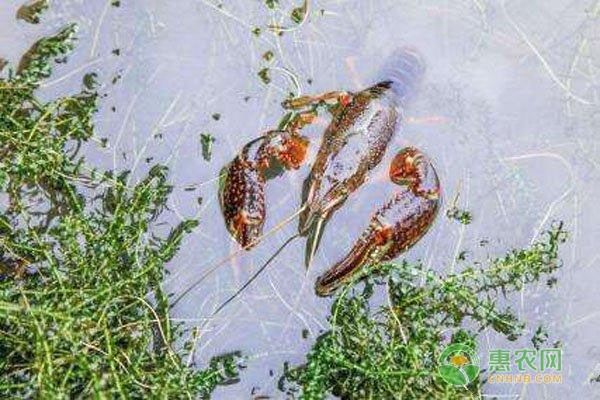 小龙虾生活习性解读知识要点，新手有必要了解！-图片版权归惠农网所有