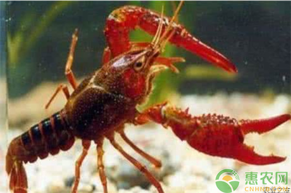 小龙虾养殖 养殖小龙虾你必须get到的几点水产理论常识!-图片版权归惠农网所有
