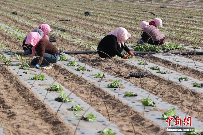 宁夏银川：春季白菜种植忙田间地头焕生机