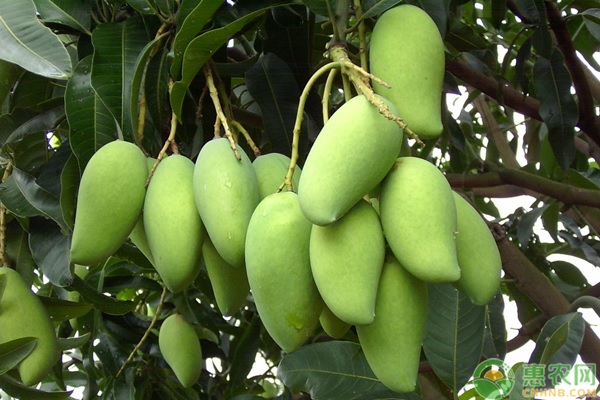 芒果高产种植管理要点-图片版权归惠农网所有