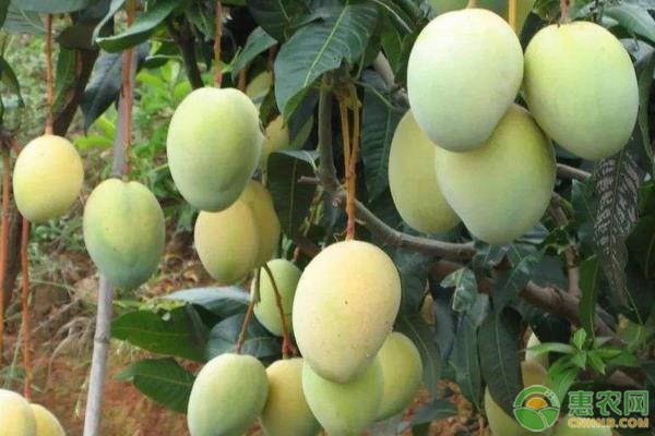 芒果高产种植管理要点-图片版权归惠农网所有