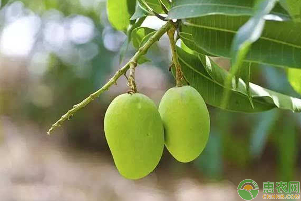 芒果如何才能种得好?这7大要点得先掌握!-图片版权归惠农网所有