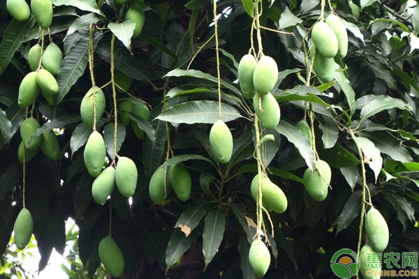 芒果如何才能种得好?这7大要点得先掌握!-图片版权归惠农网所有