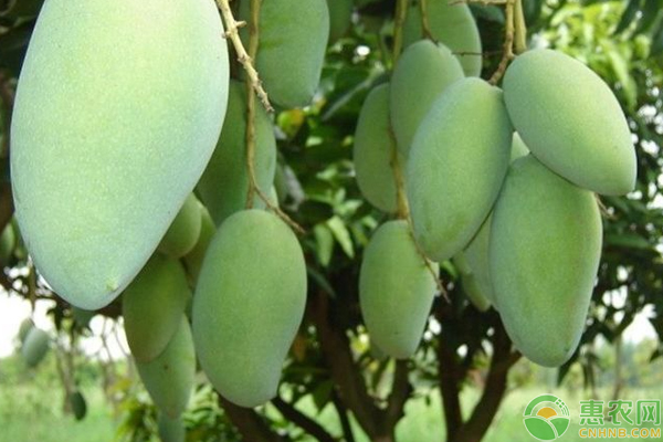 芒果如何才能种得好?这7大要点得先掌握!-图片版权归惠农网所有