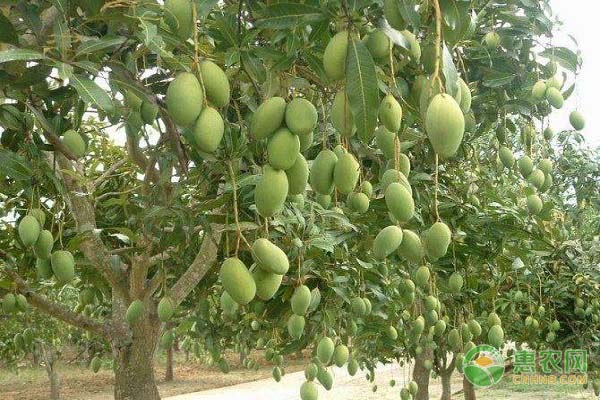 芒果树怎么种植?-图片版权归惠农网所有