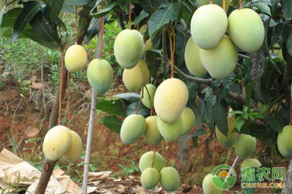 芒果树怎么种植?-图片版权归惠农网所有