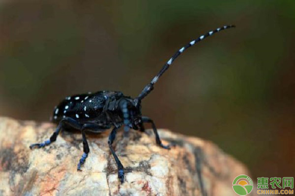 天牛成虫吃什么？如何防治天牛成虫？-图片版权归惠农网所有
