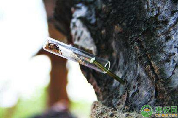 天牛成虫吃什么？如何防治天牛成虫？-图片版权归惠农网所有