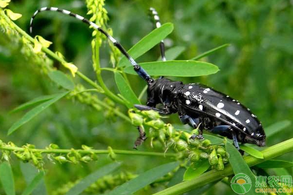 果树虫害薄翅锯天牛如何防治?-图片版权归惠农网所有