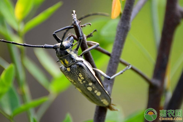 果树虫害薄翅锯天牛如何防治?-图片版权归惠农网所有